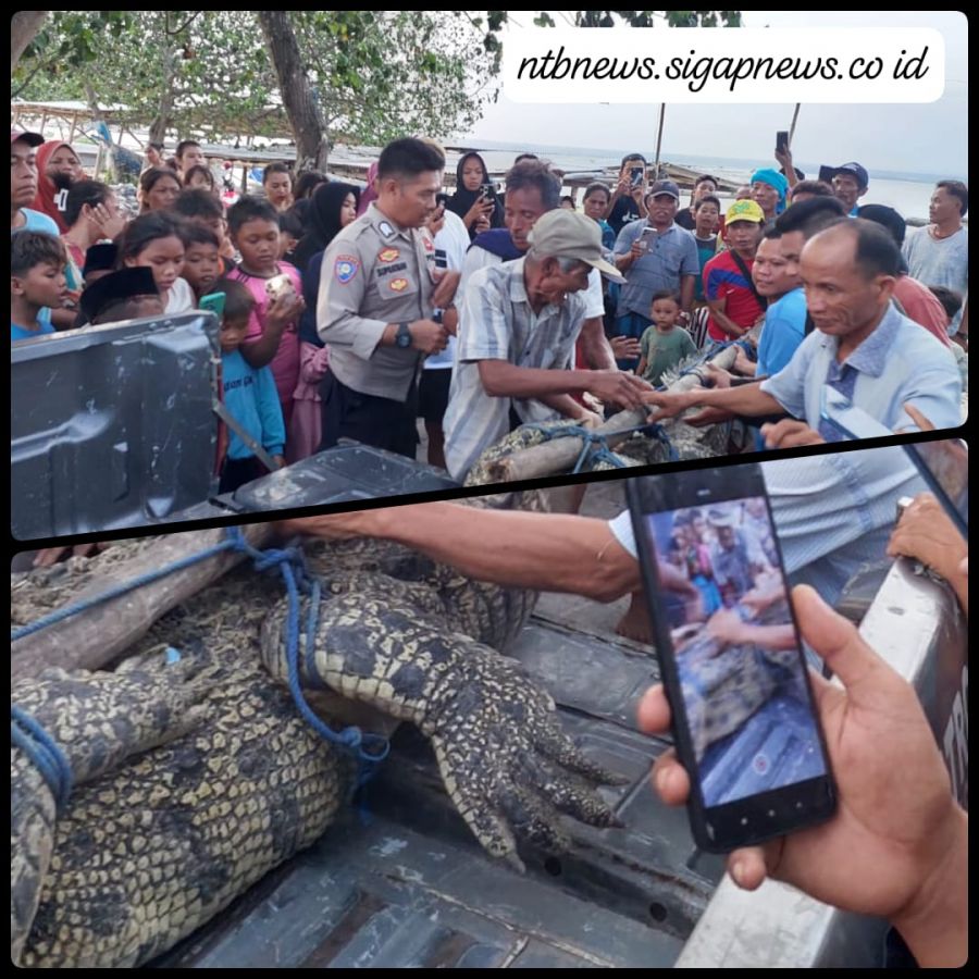 Heboh! Buaya Berjemur di Keramba Udang Jerowaru, Nelayan Ekas Buana Tangkap Buaya tanpa Korban Jiwa