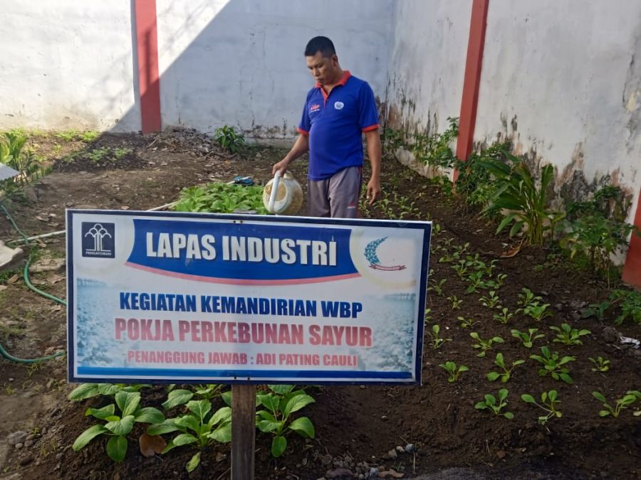 Inovatif dan Produktif! Lapas Selong Maksimalkan Lahan Kosong untuk Perkebunan Sayur