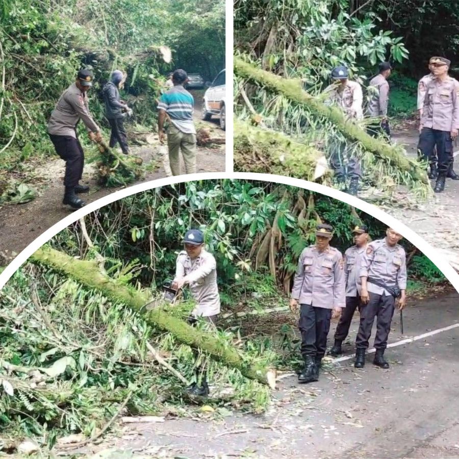 Pohon Raksasa Tumbang! Kolaborasi Warga, Polisi, dan TNGR Jadi Penyelamat Akses Vital Wanasaba
