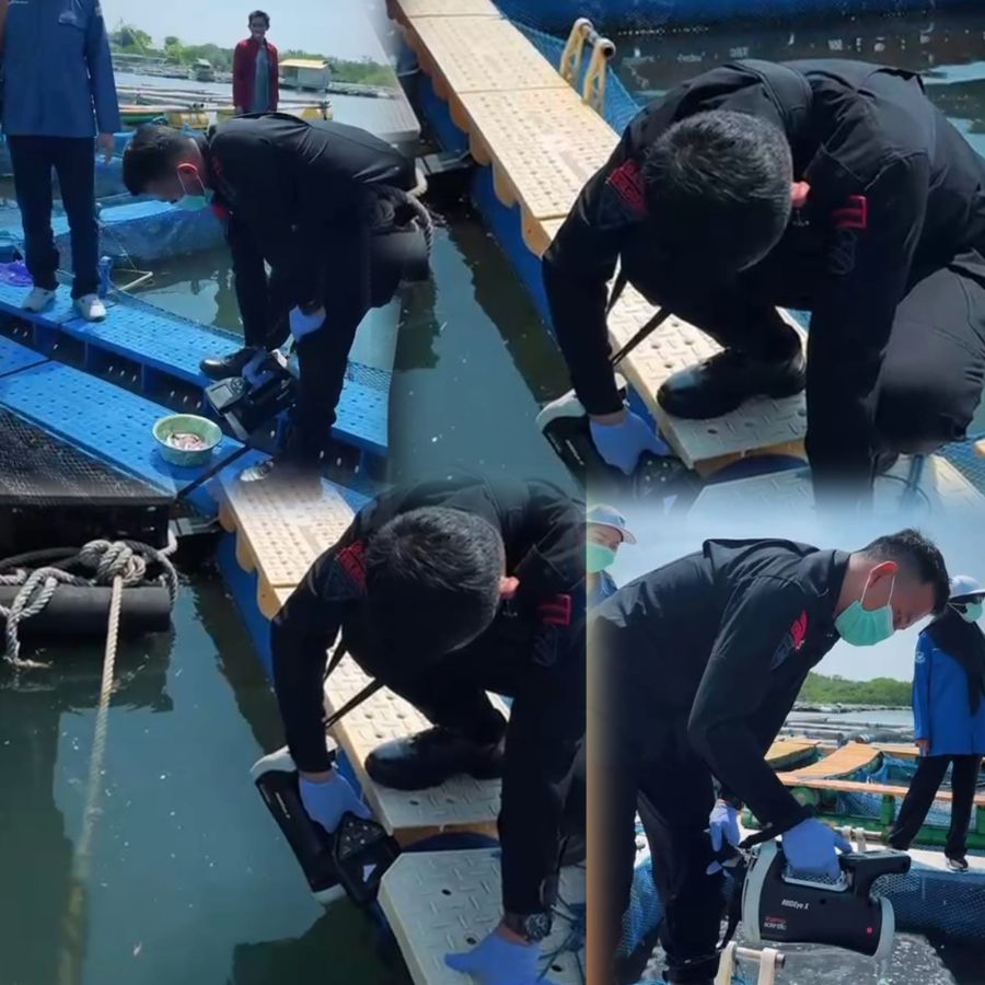 Udang Lotim Dinyatakan Aman dari Cs-137 oleh KKP RI, Kadis DKP Lotim Harap Pemerintah AS Buka Impor